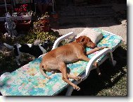 Rövidszörü Magyar Vizsla, Hungarian Short-haired Pointing Dog