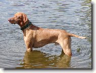 Rövidszörü Magyar Vizsla, Hungarian Short-haired Pointing Dog
