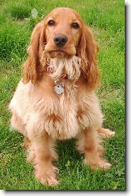 English Cocker Spaniel