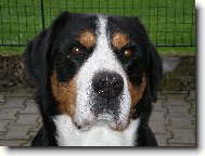 Grosser Schweizer Sennenhund