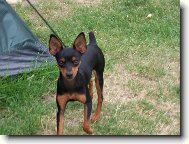 PRAGUE RATTER