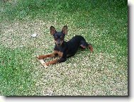 PRAGUE RATTER