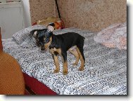PRAGUE RATTER
