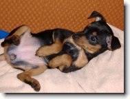 PRAGUE RATTER