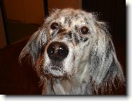 English setter