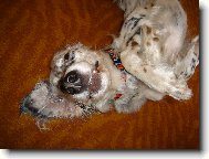 English setter