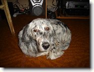 English setter