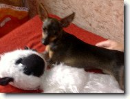 PRAGUE RATTER