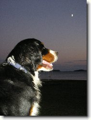 Berner Sennenhund