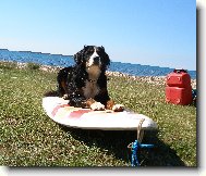 Berner Sennenhund