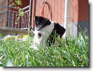 Parson Russel Terrier