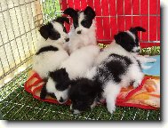 Papillon