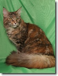 Maine Coon