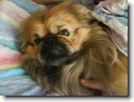 Pekingese, Pekinese, Peking Palasthound