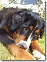 Berner Sennenhund
