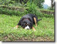 Great swiss mountain dog \(Dog standard\)