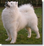 Samoyed \(Dog standard\)