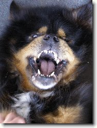 Tibetan Mastiff