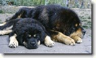 Tibetan Mastiff