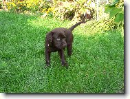 Labrador Retriever
