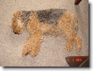 Welsh terrier \(Dog standard\)