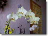 Orchidaceae