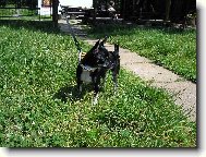 Chihuahua