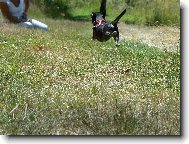 Chihuahua