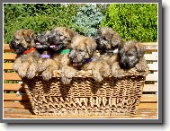 Irish soft coated wheaten terrier \(Dog standard\)