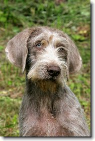 Slovensky hrubosrsty stavac, Slovakian Wire-haired Pointing Dog