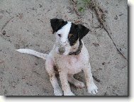 Parson Russel Terrier