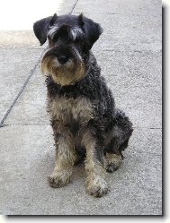 Schnauzer