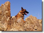 Chien%20de%20Berger%20Belge%20-%20Malinois