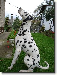 Dalmatian \(Dog standard\)