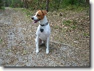 Parson Russel Terrier