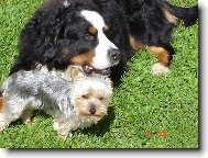 Berner Sennenhund