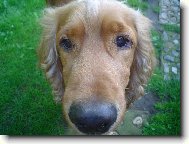 English Cocker Spaniel