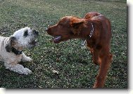 Irish Red Setter