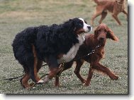 Irish Red Setter