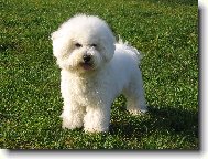 Bichon á poil frisé, Bichon Frise