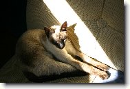Siamese cat