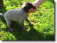 Czech Pointer, Bohemian wire-haired Pointing griffon