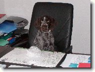 Czech Pointer, Bohemian wire-haired Pointing griffon
