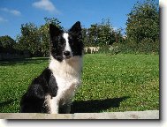 Border Collie