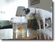 Parson Russel Terrier
