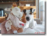 Parson Russel Terrier