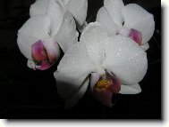 Orchideje