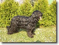 Briard