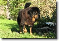 Tibetan Mastiff