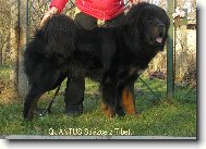 Tibetan Mastiff